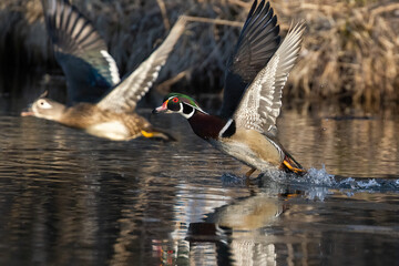 Pair of wood ducks in flight