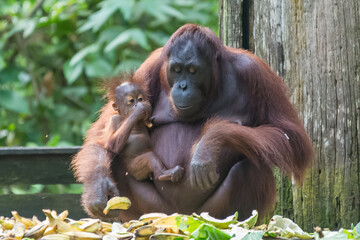 orangutans or pongo pygmaeus is the only asian great found on the island of Borneo and Sumatra