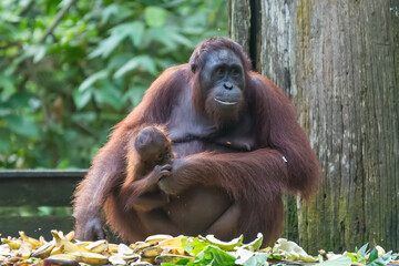 orangutans or pongo pygmaeus is the only asian great found on the island of Borneo and Sumatra