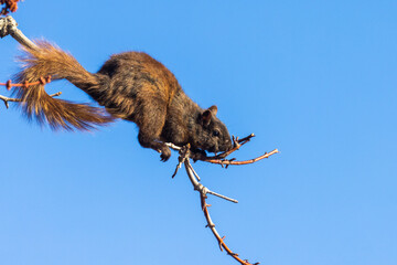 eastern gray squirrel (Sciurus carolinensis) drinking maple sap 
