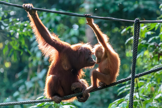 orangutans or pongo pygmaeus is the only asian great found on the island of Borneo and Sumatra