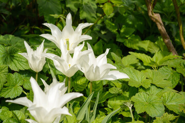 White tulips with pointed petals on a blurred background