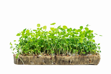 Clover microgreens on agrowool. Health, vitamins and natural food. Isolated on white background. Close-up.