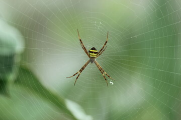 spider, spider in its nest