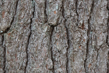 tree bark detail background texture nature gray brown wood