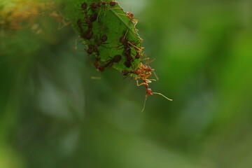 weaver ants, a collection of weaver ants in their nest