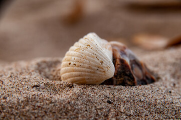 seashell on the beach