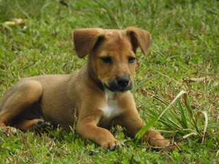 dog on grass