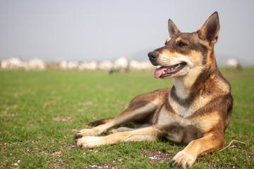 Naklejka na ściany i meble german shepherd dog