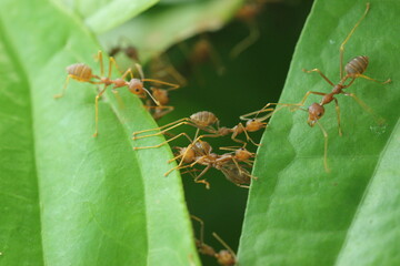 weaver ants, red ants, a collection of weaver ants working together to build a nest