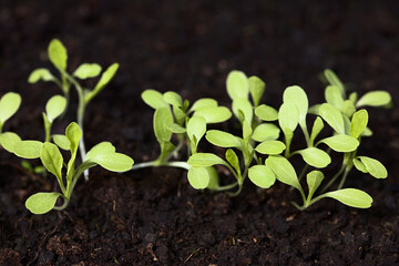 Young leaf lettuce seedlings growing in black soil (Very Shallow Depth of Field, Focus on parts of the leaves in the front)