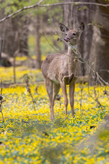 A young deer walks calming, slowly and quietly through the forest in mid afternoon surrounded by a sea of wild flowers. 