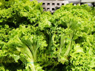 Bundles of homegrown healthy organic lettuce on plastic tray at fresh market store, advertisement backgrounds