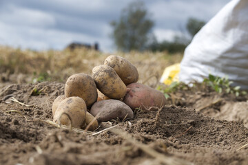 Newly harvested multicolored potatoes in farm field