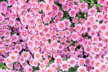 The Chrysanthemum pattern in flowers park. Cluster of pink chrysanthemum flowers. Top view.