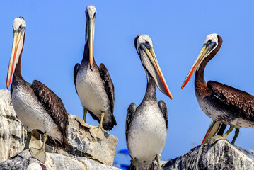 Palomino Islands, Lima, Peru