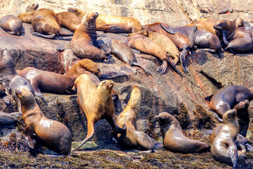 Palomino Islands, Lima, Peru