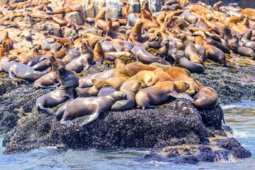 Fototapeta premium Palomino Islands, Lima, Peru