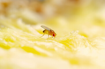 Tropical Fruit Fly Drosophila Diptera Parasite Insect Pest on Ripe Fruit Vegetable Macro