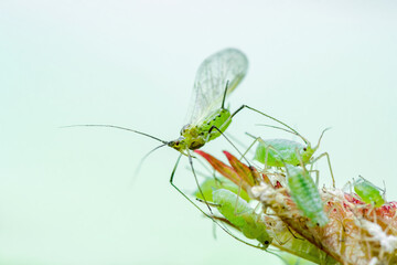 Aphids on Flower. Greenfly or Green Aphid Garden Parasite Insect Pest Macro on Green Background
