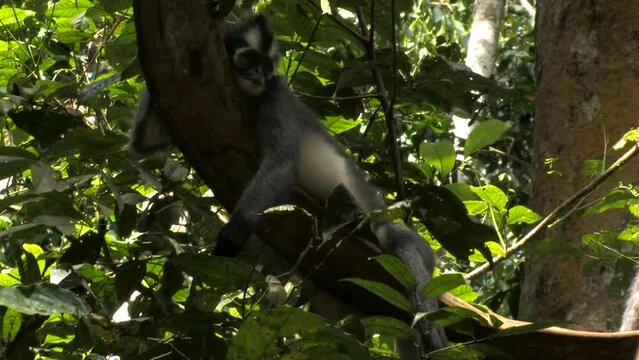 Thomas's langur, Presbytis thomasi, langur de Thomas, female with infant calf lying on a thick liana and the infant plays by jumping. Ujung kulon, Panaitan, Java, Indonesia.