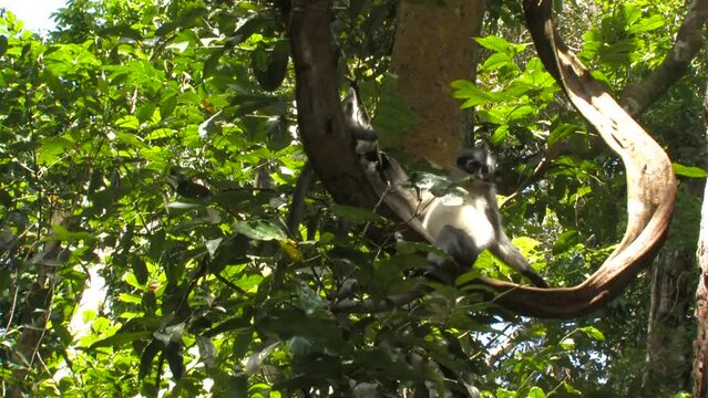 Thomas's langur, Presbytis thomasi, langur de Thomas, two females with infant calf playing jumping on a thick liana through the rainforest canopy. Ujung kulon, Panaitan, Java, Indonesia.