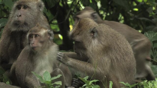 Crab-eating macaque, long-tailed macaque, Macaca fascicularis, macaco cangrejero, group with youngs grooming tranquillities sitting on rocks with jungle background, Ujung kulon, Panaitan, Indonesia.