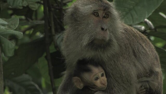 Crab-eating macaque, Macaca fascicularis, macaco cangrejero, adult female with her small infant calf sitting among the branches looking around and at the camera. Ujung kulon, Panaitan, Indonesia.