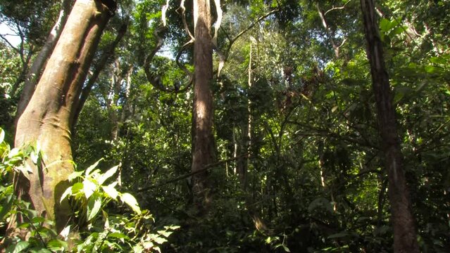 The Thomas's langur, Presbytis thomasi, langur de Thomas, group jumping leaping through the rainforest canopy in an open shot, Ujung kulon, Panaitan, Java, Indonesia.