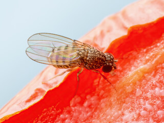 Tropical Fruit Fly Drosophila Diptera Parasite Insect Pest on Vegetable Macro