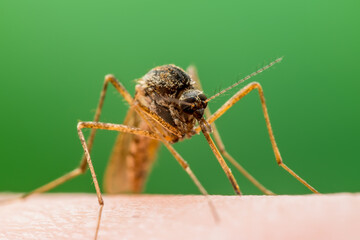 Malaria Infected Mosquito Bite. Leishmaniasis, Encephalitis, Yellow Fever, Dengue, Malaria Disease, Mayaro or Zika Virus Infectious Culex Mosquitoe Parasite Insect Macro.