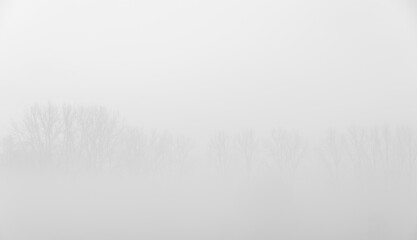 Foggy trees tops