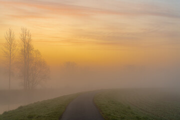 Tree in the mist at the river