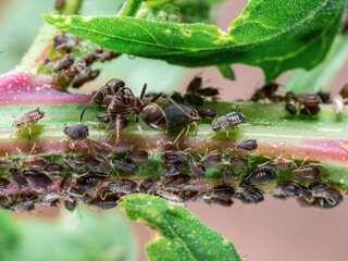 Black Bean Aphid Colony Close-up. Blackfly or Aphis Fabae Garden Parasite Insect Pest Macro