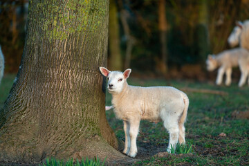 Fototapeta premium A lamb on the meadow