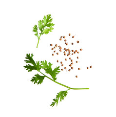 coriander leaf and seeds isolated on transparent png