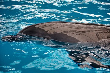 Obraz premium Close-up of the body of an intelligent mammalian dolphin floating to the surface of the water. Beautiful dolphin swims in the blue clear water in the pool