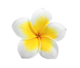 frangipani isolated on transparent png