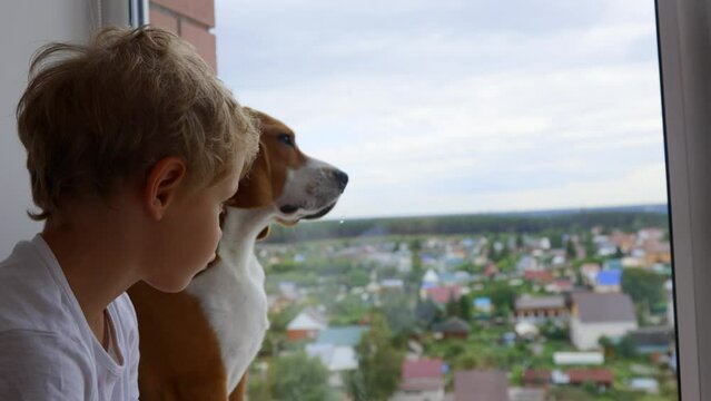 Kind red beagle obediently sits next to boy looking out window without moving. Child together with four-legged friend looks at the cityscape through the window