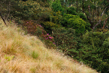 beautiful grass meadow with variety of flowers and plants in kerala india, rural view