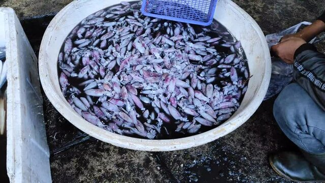 Footage of Raw fresh Squid. Squid for sale at the Fish Market. Seafood Farmers Market.