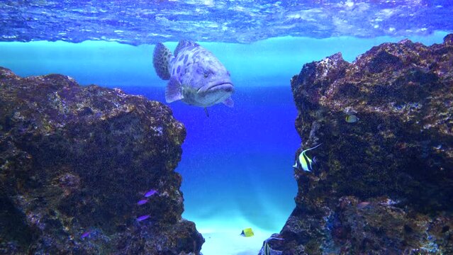 Closeup of Potato Grouper swimming underwater with tropical fish. 4K