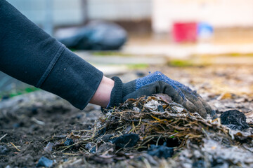A woman's hand in a glove collects mulch from dry grass and fallen leaves in a garden bed after winter. Garden soil preparation in spring, close-up on a blurred background