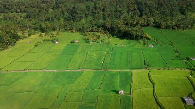 Aerial view of rice fields ready for cultivation with pathway in the middle. Agricultural natural texture tourism destination 4k aerial footage. Terraced Rice Field in Bali, Indonesia
