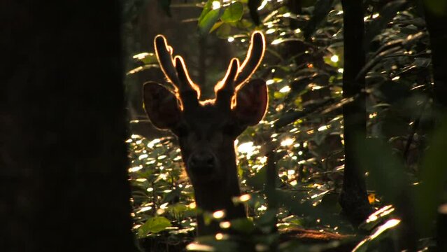 Javan rusa, ciervo de Timor, Rusa timorensis, adult male with antlers illuminated by the dawn sun in the jungle. Ujung kulon, Java, Panaitan, Indonesia.