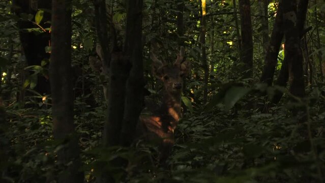 Javan rusa, ciervo de Timor, Rusa timorensis, two adult males with antlers among the thicket of the jungle at dawn. Ujung kulon, Java, Panaitan, Indonesia.