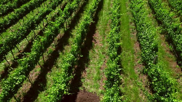 Calicata In The Vineyards In The Malleco Valley Near The Chonchol River In Araucania Region, Chile. - aerial, slow motion