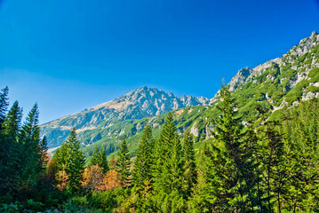 Tatry, drzewa, Tatrzański Park Narodowy, góry skaliste