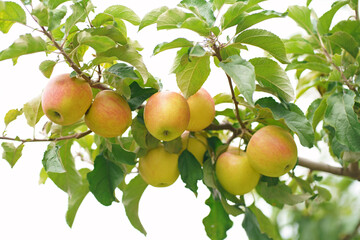 Apple tree in old orchard. grow with green leaves ripe yellow fruit apples