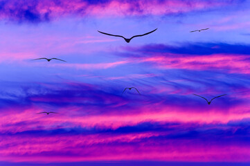 Birds Flying Beautiful Surreal Sunset Inspiration